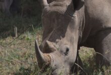 A detailed view of a rhinoceros grazing in Nairobi's natural habitat.