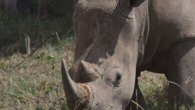 A detailed view of a rhinoceros grazing in Nairobi's natural habitat.