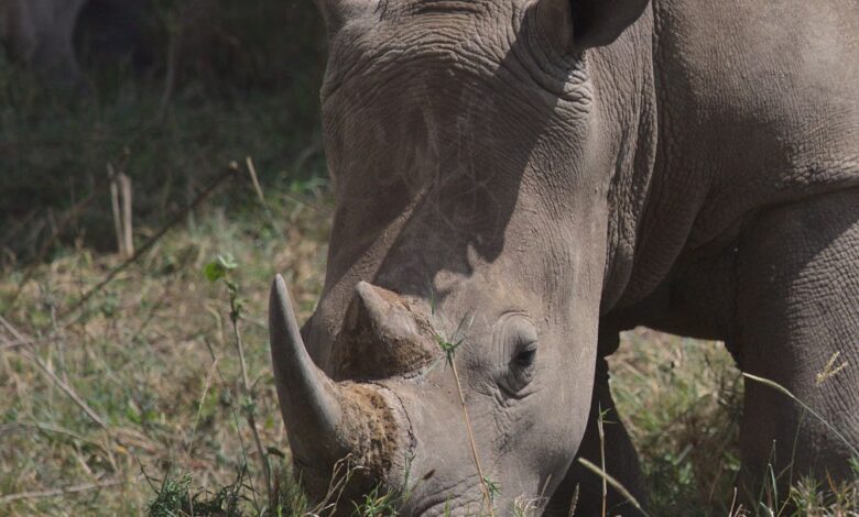 A detailed view of a rhinoceros grazing in Nairobi's natural habitat.