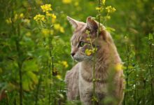 A tabby cat intently explores a field of yellow flowers, showcasing its natural curiosity.