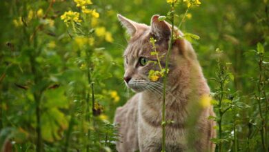 A tabby cat intently explores a field of yellow flowers, showcasing its natural curiosity.