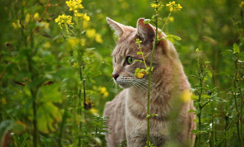 A tabby cat intently explores a field of yellow flowers, showcasing its natural curiosity.