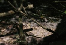 Komodo dragons resting in the forest of Bali, showcasing their natural habitat and behaviors.