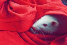 Cute white rat peeking out from a bright red cozy blanket. Perfect for pet lovers.