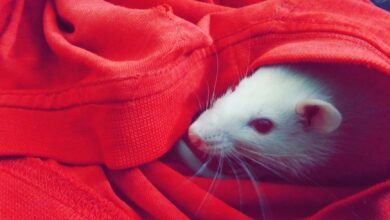 Cute white rat peeking out from a bright red cozy blanket. Perfect for pet lovers.