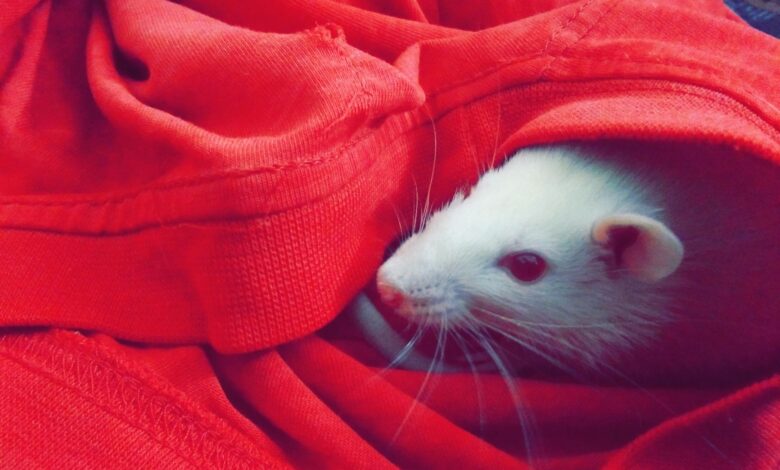 Cute white rat peeking out from a bright red cozy blanket. Perfect for pet lovers.