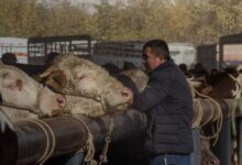 Farmer observing cattle at an outdoor market during fall season.