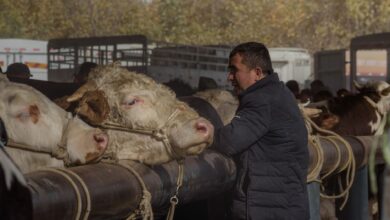 Farmer observing cattle at an outdoor market during fall season.