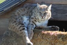 Graceful gray lynx lying on straw bed and looking away attentively in wildlife sanctuary
