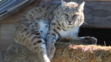Graceful gray lynx lying on straw bed and looking away attentively in wildlife sanctuary