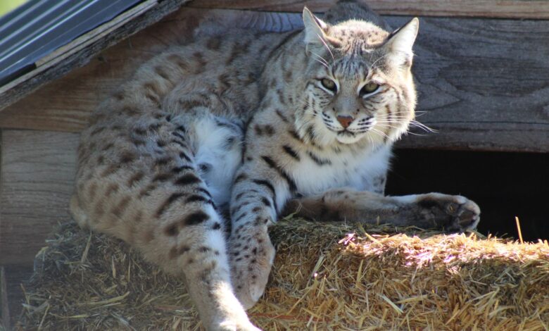 Graceful gray lynx lying on straw bed and looking away attentively in wildlife sanctuary