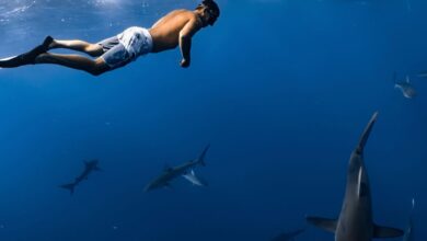 A man swimming alongside sharks in open ocean, showcasing underwater adventure and marine life.