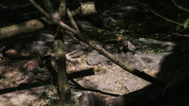 Komodo dragons resting in the forest of Bali, showcasing their natural habitat and behaviors.
