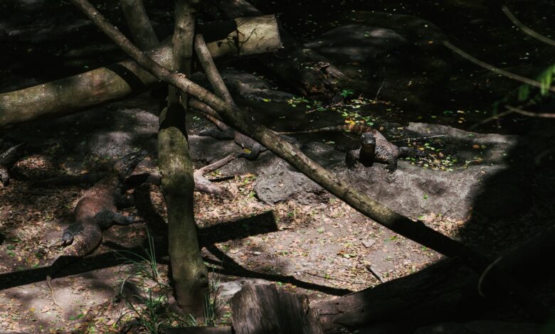 Komodo dragons resting in the forest of Bali, showcasing their natural habitat and behaviors.