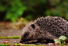 A cute hedgehog foraging for food in a lush outdoor setting, among leaves and moss.