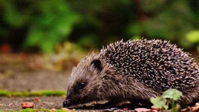 A cute hedgehog foraging for food in a lush outdoor setting, among leaves and moss.