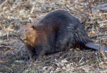 A cute and curious North American beaver sitting by the water's edge in its natural habitat.