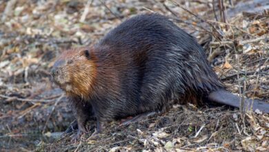 A cute and curious North American beaver sitting by the water's edge in its natural habitat.