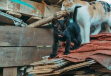 Adorable black and calico kittens exploring a wooden pile outdoors. Perfect for pet and animal photography enthusiasts.