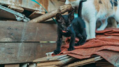 Adorable black and calico kittens exploring a wooden pile outdoors. Perfect for pet and animal photography enthusiasts.