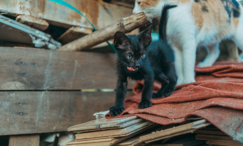 Adorable black and calico kittens exploring a wooden pile outdoors. Perfect for pet and animal photography enthusiasts.