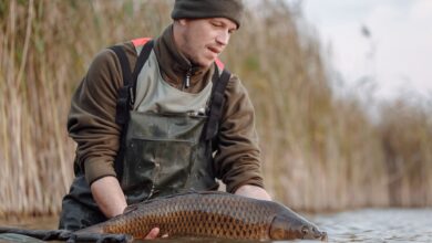 A fisherman carefully releases a carp back into a lake during a fishing trip.