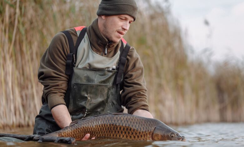 A fisherman carefully releases a carp back into a lake during a fishing trip.