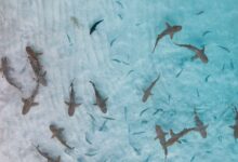 Aerial shot of sharks swimming in clear turquoise waters of Indonesia.