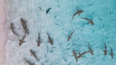 Aerial shot of sharks swimming in clear turquoise waters of Indonesia.