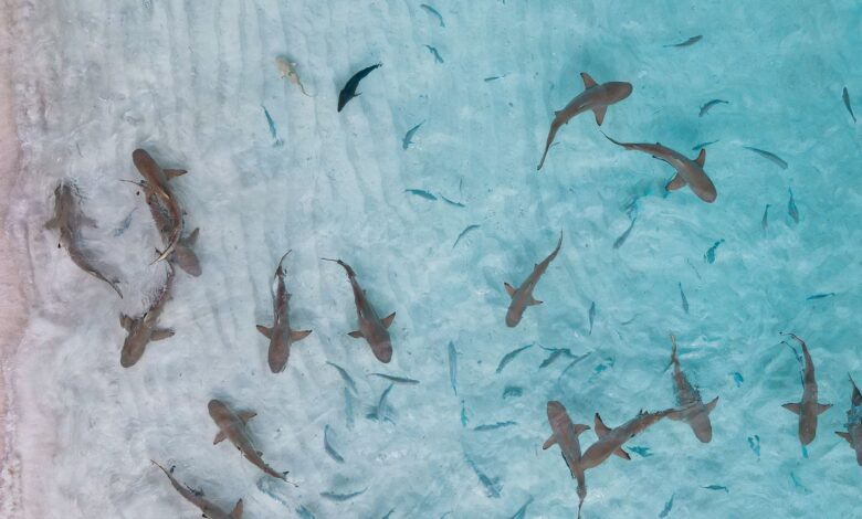 Aerial shot of sharks swimming in clear turquoise waters of Indonesia.