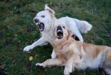 Two playful golden retrievers interacting on a grassy lawn during an autumn day in Oslo.