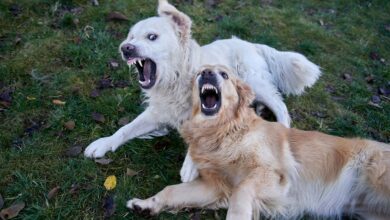 Two playful golden retrievers interacting on a grassy lawn during an autumn day in Oslo.