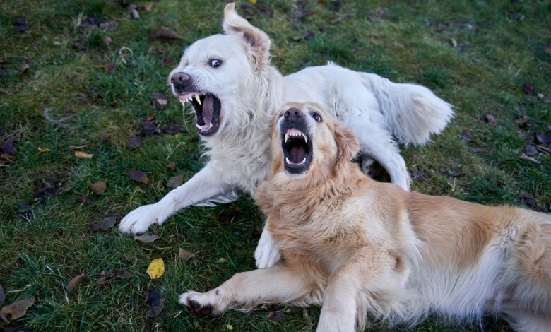 Two playful golden retrievers interacting on a grassy lawn during an autumn day in Oslo.