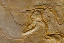 From above of prehistoric extinct animal fossil enclosed on rough cracked surface in archaeological area