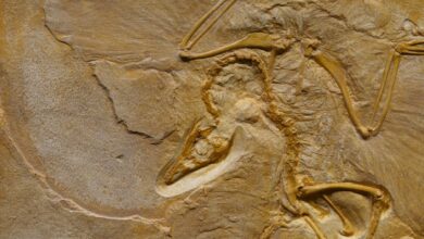 From above of prehistoric extinct animal fossil enclosed on rough cracked surface in archaeological area