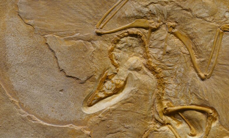 From above of prehistoric extinct animal fossil enclosed on rough cracked surface in archaeological area