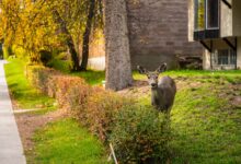 A deer standing in a sunny garden near a residential house, showcasing wildlife in urban areas.