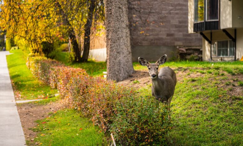 A deer standing in a sunny garden near a residential house, showcasing wildlife in urban areas.
