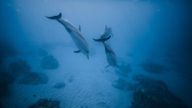Picturesque sea sandy bottom with dolphins searching for food and floating in blue sea
