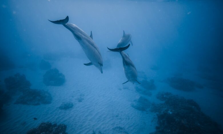 Picturesque sea sandy bottom with dolphins searching for food and floating in blue sea