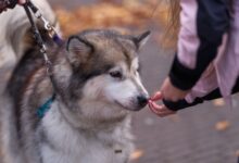 An Alaskan Malamute dog on a leash receives a treat from a child in an outdoor setting.