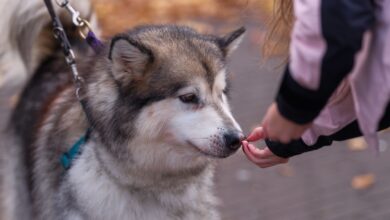 An Alaskan Malamute dog on a leash receives a treat from a child in an outdoor setting.