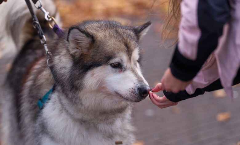 An Alaskan Malamute dog on a leash receives a treat from a child in an outdoor setting.