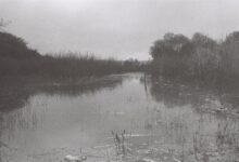 Peaceful black and white photo of a calm marshland with rushes and trees.