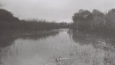 Peaceful black and white photo of a calm marshland with rushes and trees.