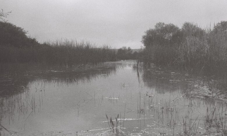 Peaceful black and white photo of a calm marshland with rushes and trees.