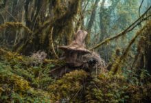 A mysterious figure wearing a witch hat hides in the moss-covered Choachí forest, Colombia.