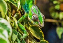 Close-up image of a colorful chameleon perched on green leaves, showcasing the reptile's vibrant patterns.