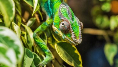 Close-up image of a colorful chameleon perched on green leaves, showcasing the reptile's vibrant patterns.