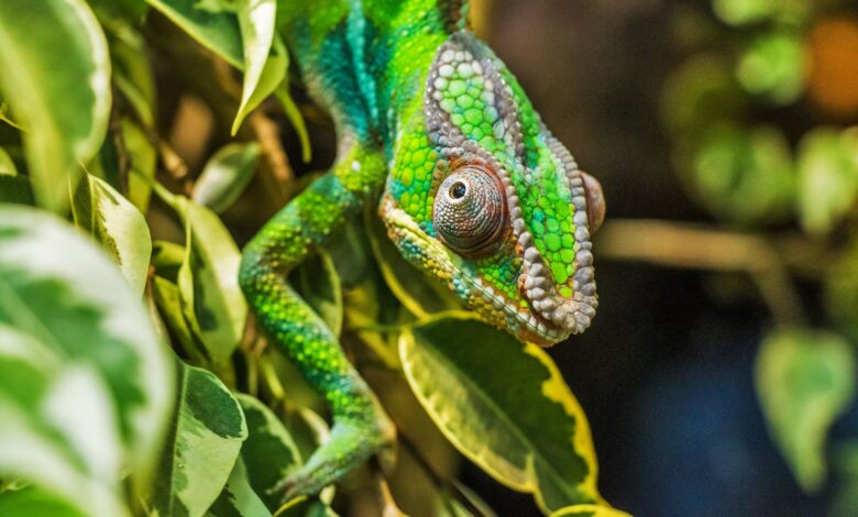 Close-up image of a colorful chameleon perched on green leaves, showcasing the reptile's vibrant patterns.